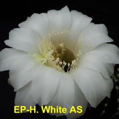 EP-H. White AS 4.1.jpg 